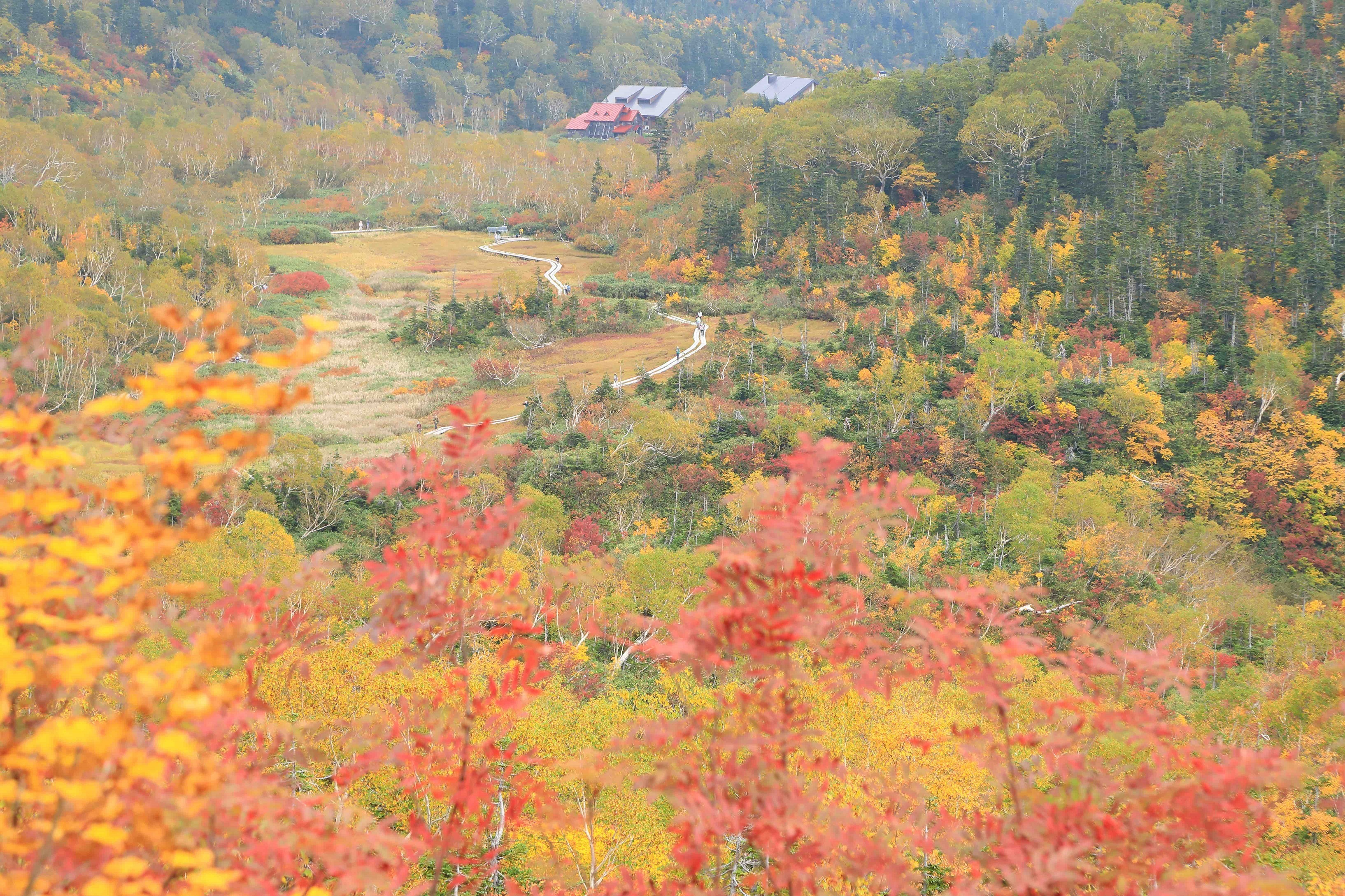 紅葉の見ごろも もうすぐです 栂池山荘 栂池自然園に近い宿 信州小谷村 公式 ベストレート保証
